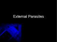 External Parasites PowerPoint PPT Presentation