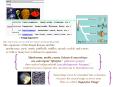 http://phylogeny.arizona.edu/tree/eukaryotes/fungi/fungi.html PowerPoint PPT Presentation