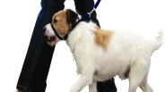 Dog Training With A Head Collar Training