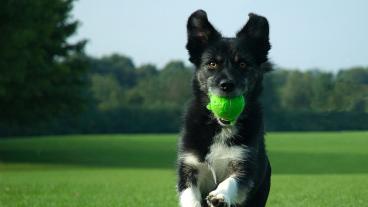 The Basic Commands For Dog Training (1)