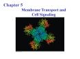 Membrane Transport and PowerPoint PPT Presentation