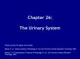Chapter 26:  The Urinary System PowerPoint PPT Presentation