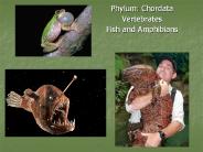 Phylum: Chordata