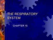 THE RESPIRATORY SYSTEM