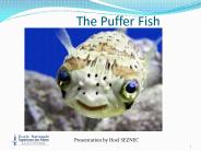 The Puffer Fish