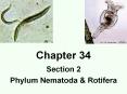 Phylum Nematoda PowerPoint PPT Presentation