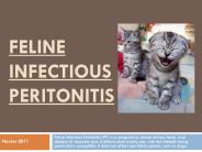 Feline Infectious Peritonitis