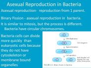 Asexual Reproduction in Bacteria