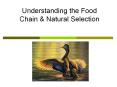 Understanding the Food Chain PowerPoint PPT Presentation