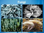 Fungi