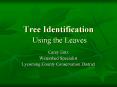 Tree Identification Using the Leaves PowerPoint PPT Presentation