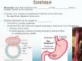 Esophagus PowerPoint PPT Presentation