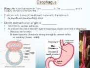 Esophagus