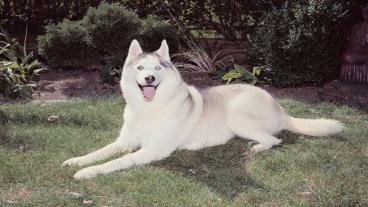 Dog training basics – preventing unwanted urination