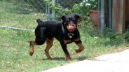 Obedience Training Your Dog – the Importance of Rewards