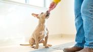 Dog training – reward training basics