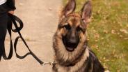 Advanced dog training exercises