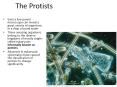 The Protists PowerPoint PPT Presentation