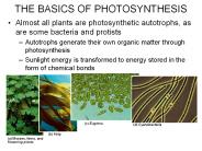 Photosynthesis.PPT