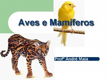 Aves e Mam