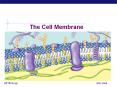 The Cell Membrane PowerPoint PPT Presentation