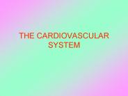 THE CARDIOVASCULAR SYSTEM