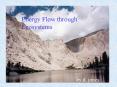 Energy Flow through Ecosystems PowerPoint PPT Presentation