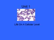 Life On A Cellular Level