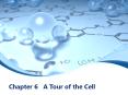 Chapter 6  A Tour of the Cell PowerPoint PPT Presentation