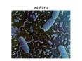 bacteria PowerPoint PPT Presentation