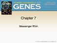 Messenger RNA PowerPoint PPT Presentation