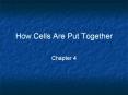 How Cells Are Put Together PowerPoint PPT Presentation