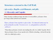 Structures external to the Cell Wall: