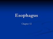 Esophagus