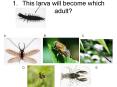 This larva will become which adult? PowerPoint PPT Presentation