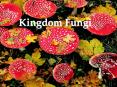 Kingdom Fungi PowerPoint PPT Presentation