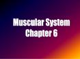 Muscular System PowerPoint PPT Presentation