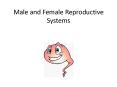 Male and Female Reproductive Systems PowerPoint PPT Presentation