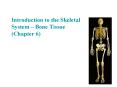 Introduction to the Skeletal System  PowerPoint PPT Presentation