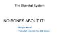 The Skeletal System PowerPoint PPT Presentation