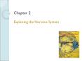 Exploring the Nervous System PowerPoint PPT Presentation