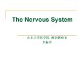 The Nervous System PowerPoint PPT Presentation
