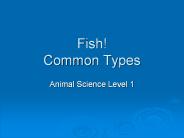 Fish! Common Types