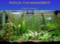 TROPICAL FISH MANAGEMENT Michelle Rutz-Mendicino PowerPoint PPT Presentation