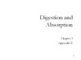 Digestion and Absorption PowerPoint PPT Presentation