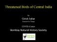 Threatened Birds of Central India PowerPoint PPT Presentation
