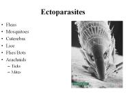 Ectoparasites