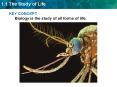 KEY CONCEPT Biology is the study of all forms of life. PowerPoint PPT Presentation