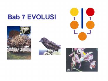Bab 7 EVOLUSI