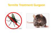 Termite Treatment Gurgaon